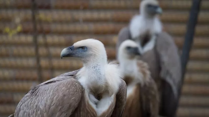 Sup bělohlavý (Gyps fulvus)