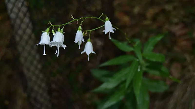 Zvonovec liliolistý (Adenophora liliifolia)