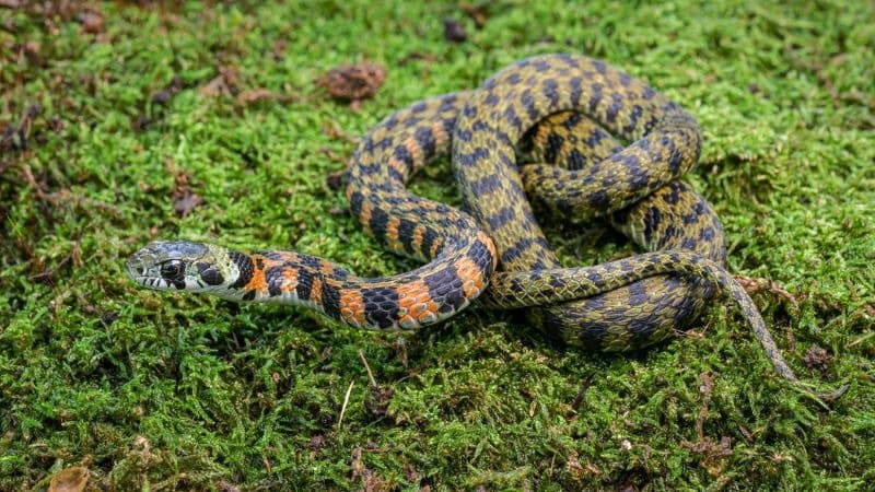 Foto: Užovka tygří, zdroj: Petr Hamerník, Zoo Praha