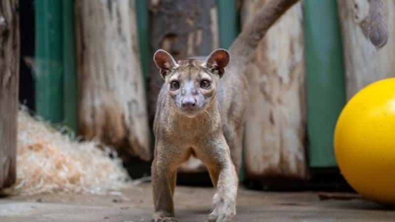 zoo praha fosa