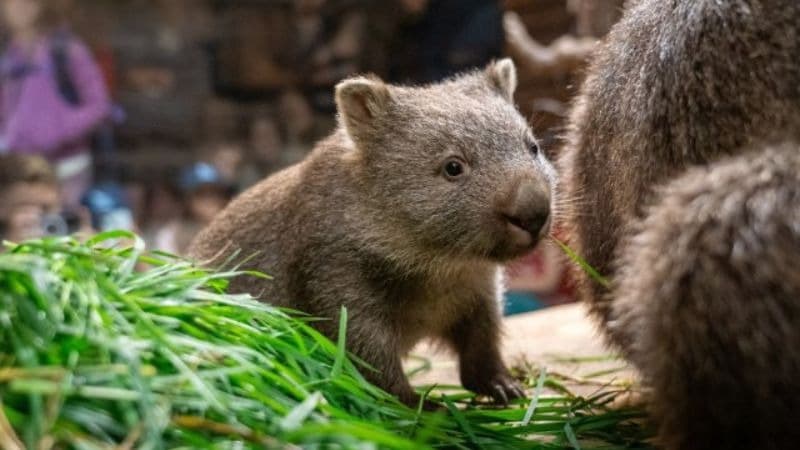 Foto: Mládě vombata, zdroj: Oliver Le Que, Zoo Praha