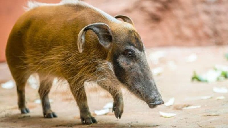 Štětkoun africký, zlaté prasátko, Zoo Praha