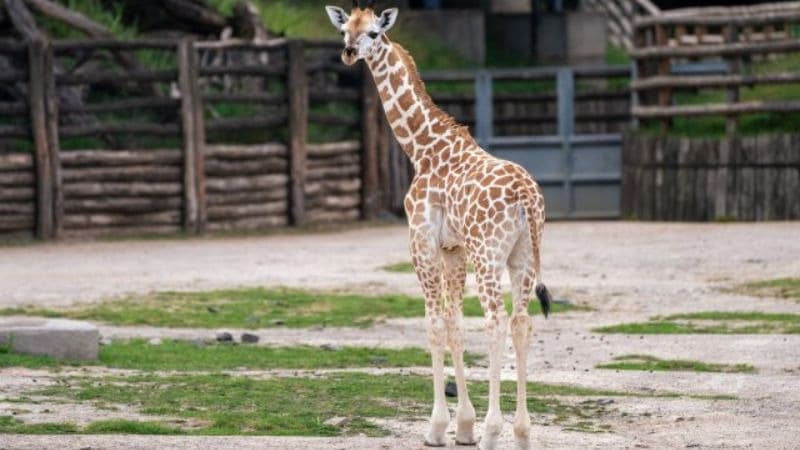 Foto: Mládě žirafy, zdroj: Oliver Le Que, Zoo Praha