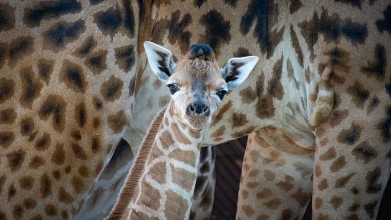 Foto: Mládě žirafy, zdroj: Zoo Liberec