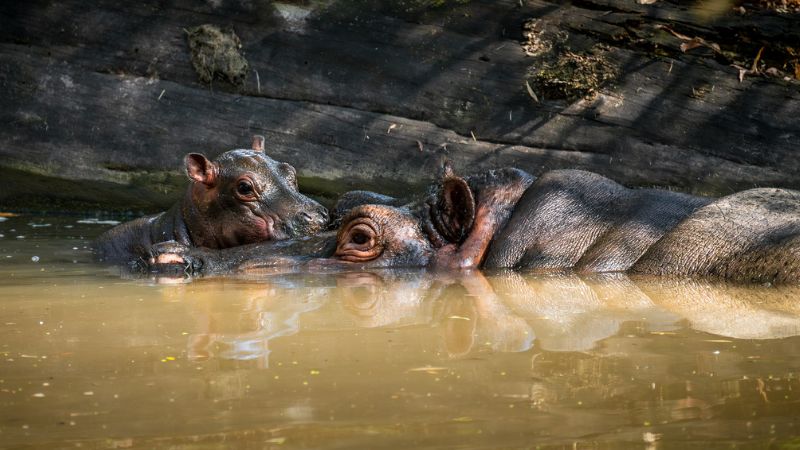 Foto: Mládě hrocha, Safari Park